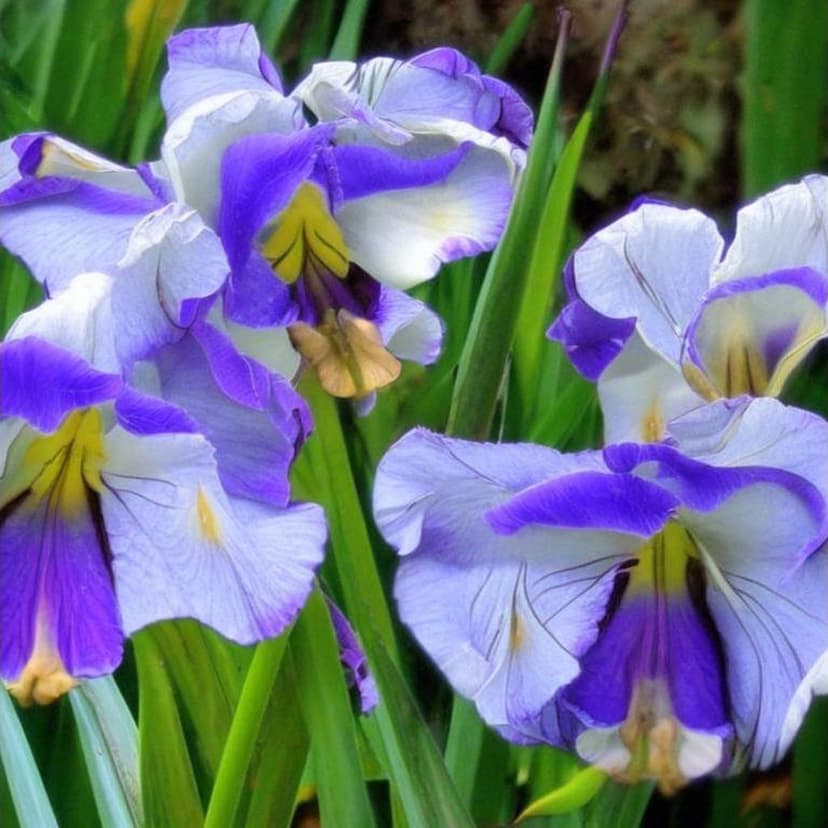 Field of hope in Ukraine