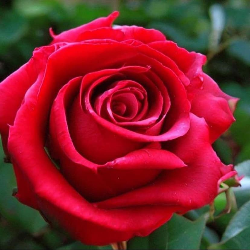 Award-winning documentary shot: A grotesque humanoid cabbage head with layered