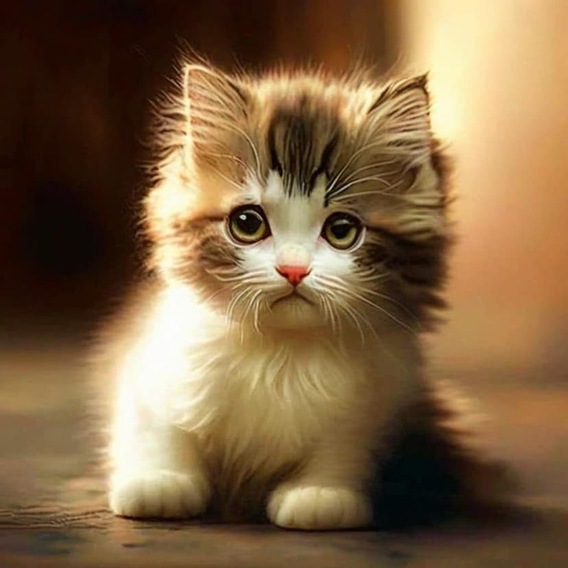 A very cute cat –v 7